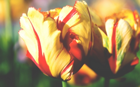 *** Tulips *** - flowers, flower, nature, tulips