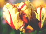 *** Tulips ***