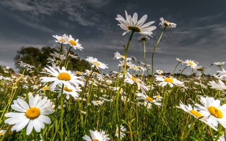 *** Camomiles on field *** - flowers, field, nature, camomile