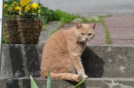 *** Ginger cat *** - cats, animal, animals, color, ginger