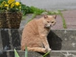 *** Ginger cat ***