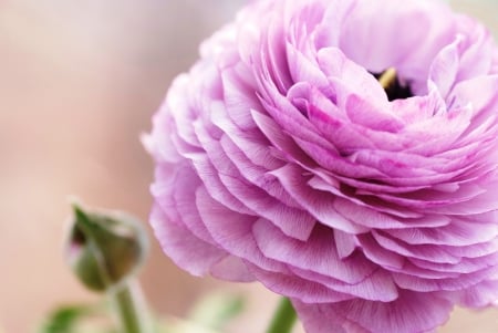 *** Pink ranunkulyus - asian buttercup *** - flowers, flower, pink, nature