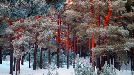 redwoods in winter - winter, forest, red, trunks