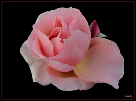 Pink Rose - pink, cool, pretty, nice