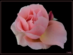 Pink Rose