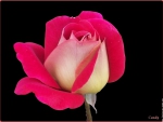 a Pretty Pink Rose