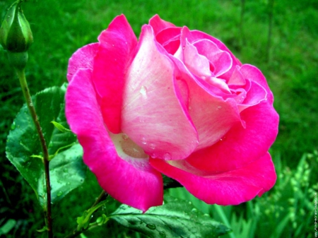 a Pink Rose outside in the Wild - outisde, wild, pink, pretty