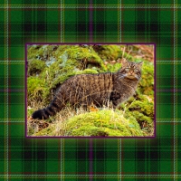 Scottish Wild Cat