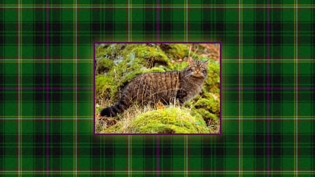 Scottish Wild Cat - feline, scottish wild cat, felis silvestris grampia, cat