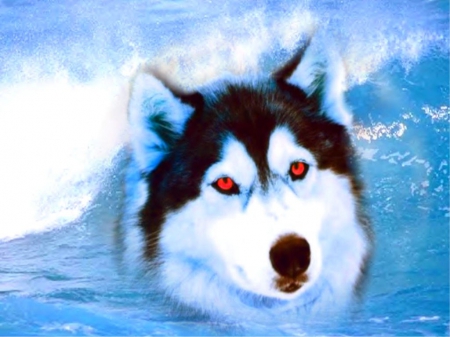 Husky - animal, eye, swimm, dog