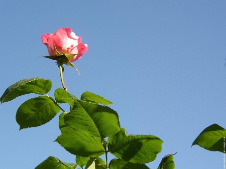 Pink Rose in The Sun - in, rose, pink, the, sun