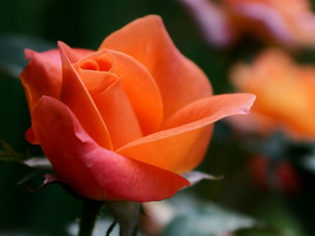 ONE ORANGE GLOW - rose, lovely, large, nature, pretty, beautiful, orange, flower, natural, one flower