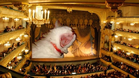 A Night at the Opera - singer, opera, Cat, kitty