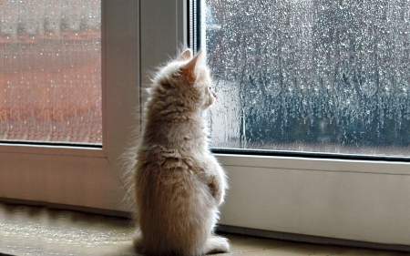 Watching the rain... - window, rain, raindrops, watching, cute, kitten