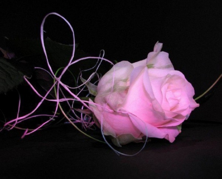 pink rose - flowers, rose, pink, still life