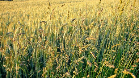 Kornfeld - Photo, Nature, Fields, Earth