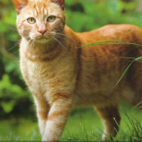 An orange tabby