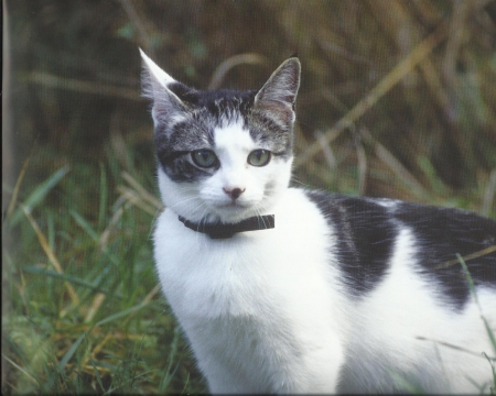 Cat sitting on the grass - sitting, paws, cat, cute, grass