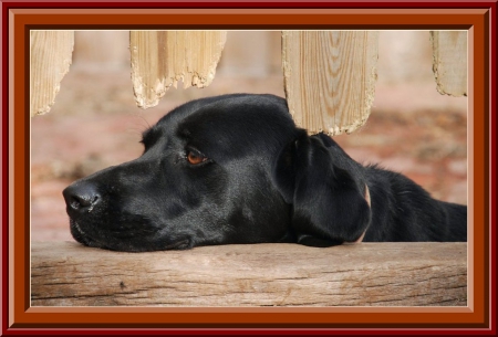 ~Waiting For You~ - black, dog, animal, rest