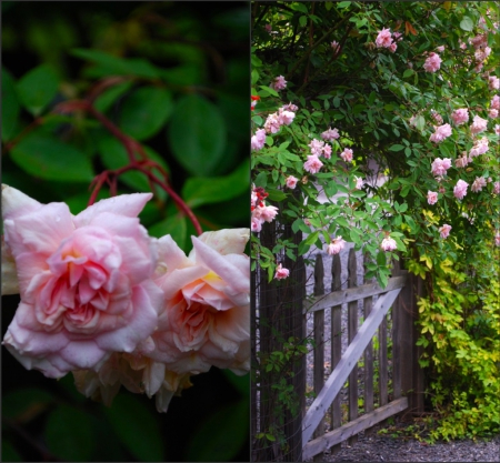 a cloud of pink roses in the garden - flowers, nature, garden, pink roses