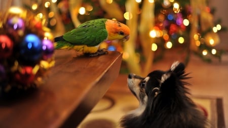 Two Friends - friends, two, bird, dog