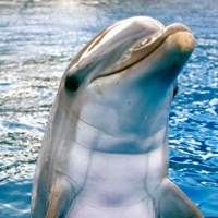 Dolphin