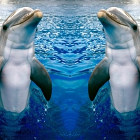 Dolphins