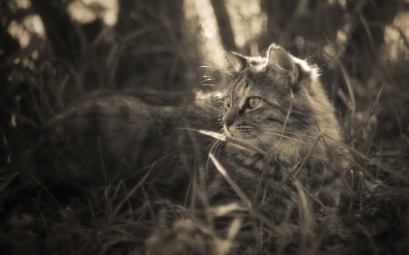 Cat - sleeping, beauty, cat face, hat, animals, sleepy, paws, face, pretty, cute, cat, kitty, lovely, kitten, cats, beautiful, sweet