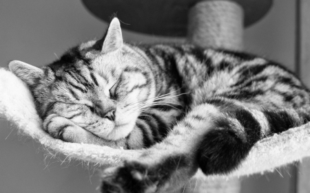 Cat - sleepy, cute, beautiful, cat, sleeping, kitty, cats, hat, cat face, paws, face, animals, pretty, beauty, sweet, kitten, lovely