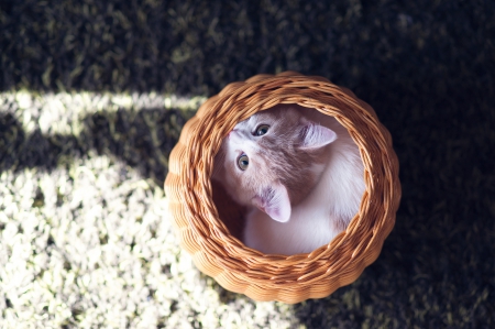 Cat - sleepy, cute, beautiful, cat, sleeping, kitty, cats, hat, cat face, paws, face, animals, pretty, beauty, sweet, kitten, lovely