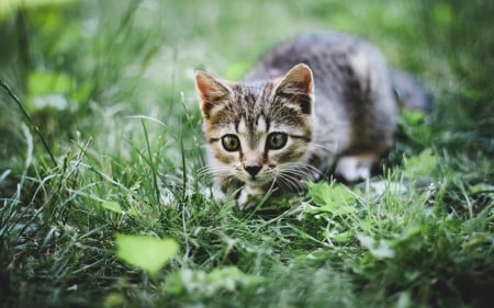 Cat - sleepy, cute, beautiful, cat, sleeping, kitty, cats, hat, cat face, paws, face, animals, pretty, beauty, sweet, kitten, lovely