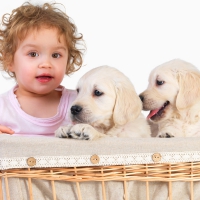 Girl and dogs