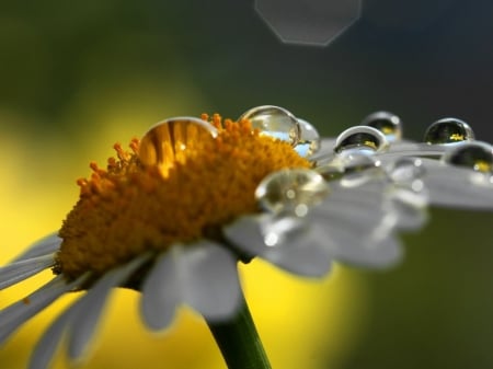 CHAMOMILE CLOSE UP - close up, sunflowers, rain, raindrops, water drops, daisy, one, large, white, macro, daisies, drops, flower