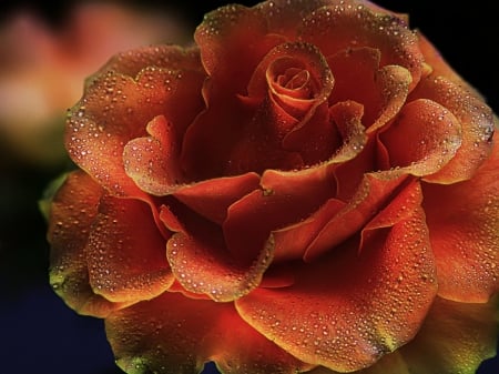 GORGEOUS & ORANGE - one, large, cool, orange, flowers, nature, macro, rose, beautiful lovely, close up