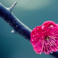 pink flower on branch