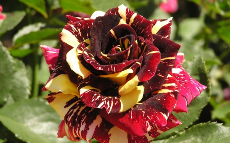 beauty rose abracadabra