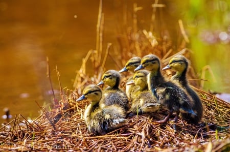 Sweet Ducklings - small, funny, water, birds