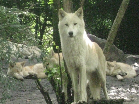 White Wolf - canada, nature, predator, arctic, wildlife