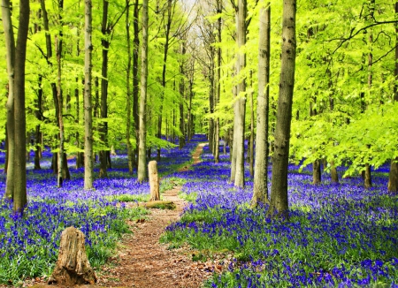 Carpet of flowers in forest - trees, branches, carpet, violets, beautiful, spring, forest, lovely, freshness, leaves, flowers, path, nature, nice