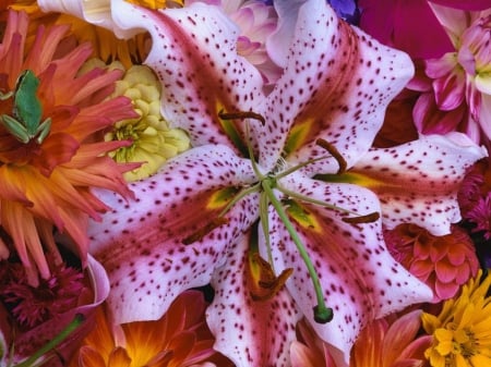 FROG FLOWER - frog, reptiles, wallpaper, lilies