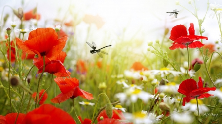 Garden of Wildflowers and Dragonflies