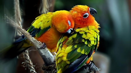 Loves Birds - birds, love birds, bright, romantic