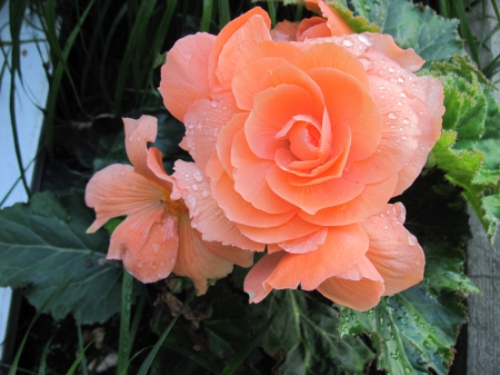 Flowers in Downtown 01 - roses, photography, orange, green, flowers