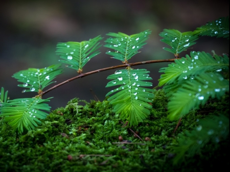 macro moss - close up, rain, water drops, moss, reflections, nature, cool, macro, green, grasses, drops