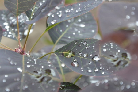 SILVER LEAVES AFTER RAIN - water drops, rain, weather, nature, silver, cool, forest, srops, leaves, rain drops