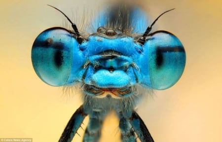 Dragonfly close-up - wallpaper, cute, animals, hd, insects, dragonfly, photography, macro, nature