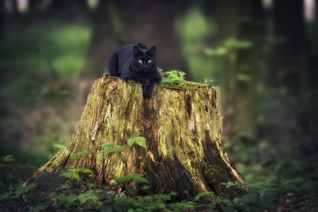 Mystic Cat - cats, animals, black, cat, mystic