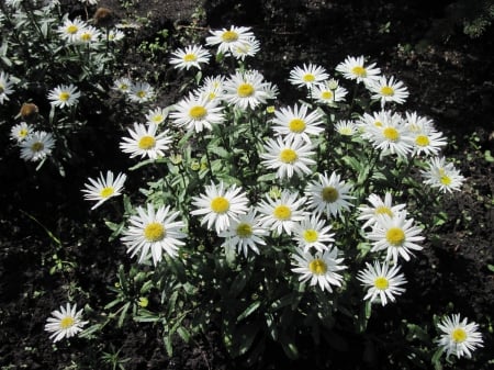 Flowers in Downtown 05 - white, flowers, daisies, photography, yellow, green