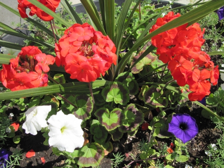 Flowers in Downtown 07 - white, Flowers, purple, red, green, photography, Petunias