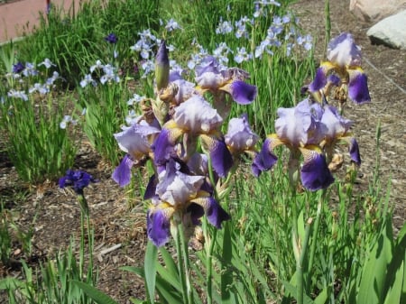 Flowers in Downtown 14 - purple, iris, flowers, photography, green